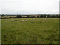 Mobile Phone Mast Near Hallikeld Farm