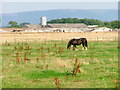 Farm Buildings, Thoraldby Farm