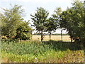 Pond on Chalford Manor Farm