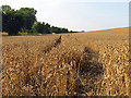 SU4475 : Farmland near Hillgreen by Pam Brophy