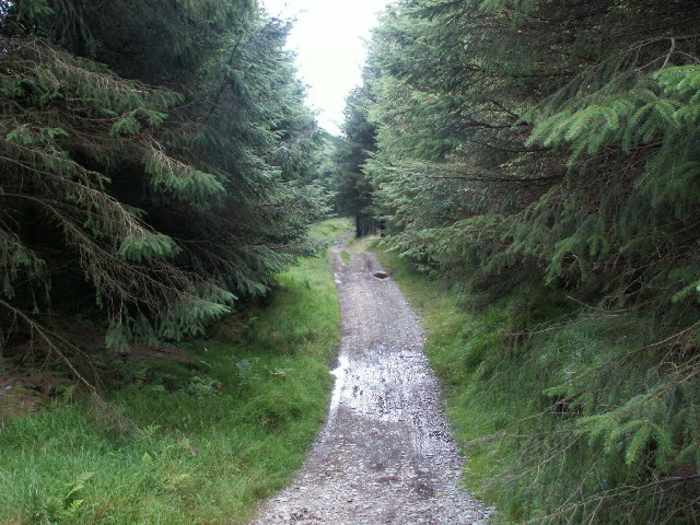 Forest track, nr Llyn Conach