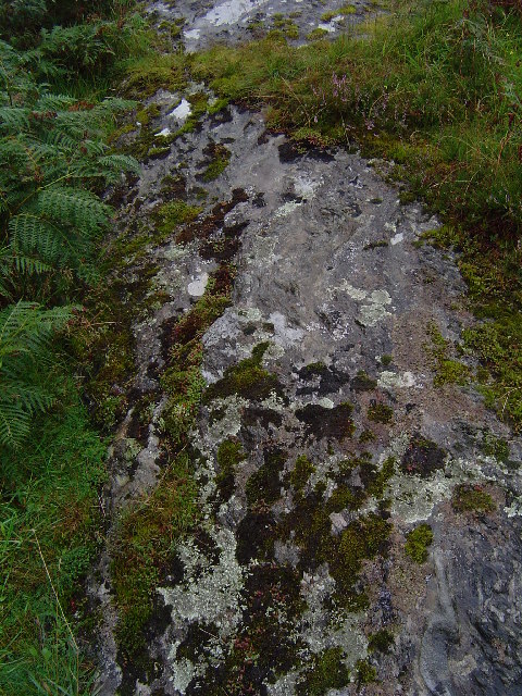 Lichen growing on exposed rock