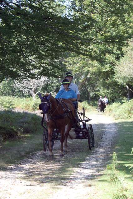 Horse-drawn carriages in Bratley Wood