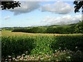 Crops near Greenwood Forest Park