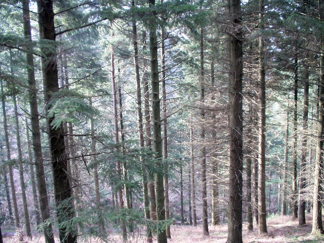 Dodd Wood