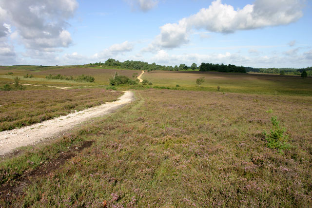 Holm Hill
