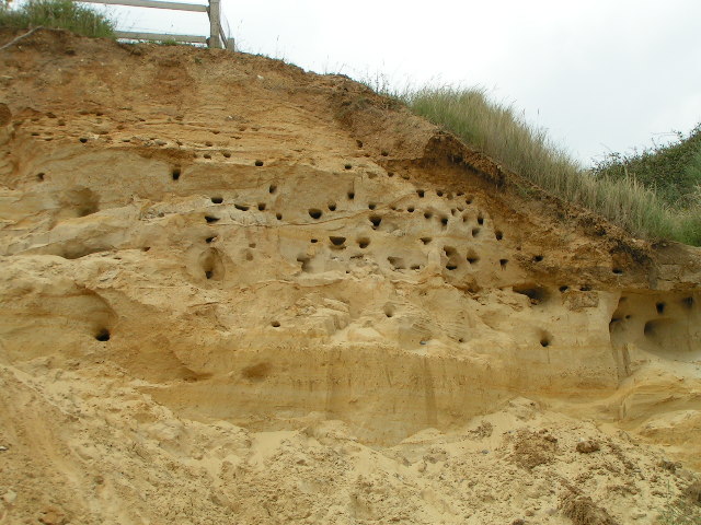 Sandmartins at Thorpeness, Suffolk