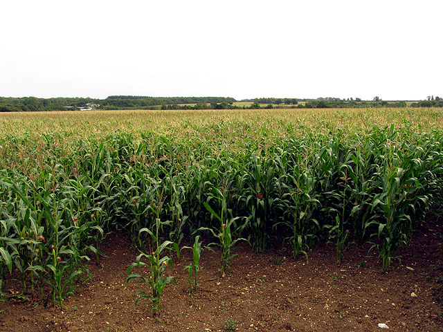 Maize Field near Hullavington
