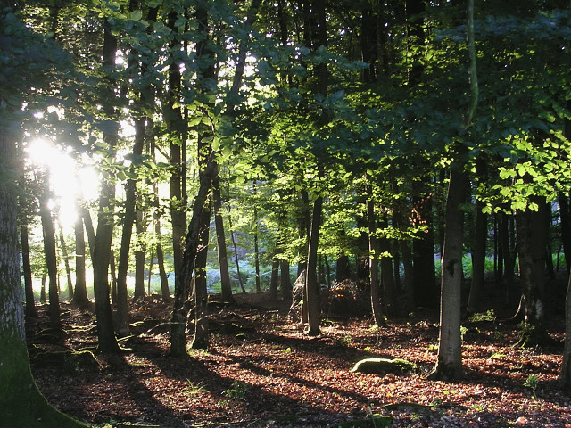 Beech woodland before sunset, Stubby Copse Inclosure, New Forest