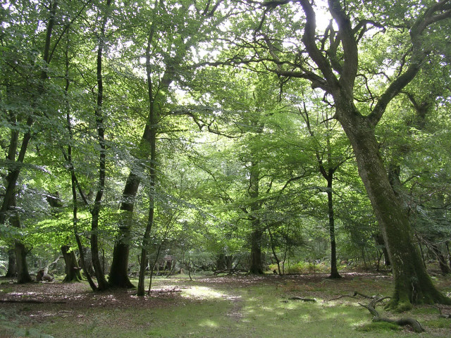 Oak and beech woodland, Kings Hat, New Forest