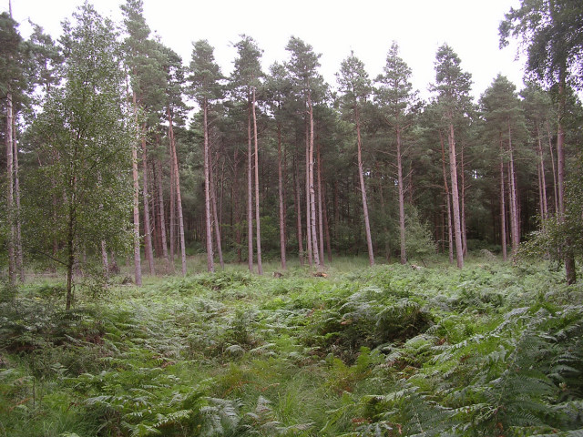 Coniferous trees in the Hawkhill Inclosure, New Forest