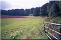 Edge of field within Wychwood Forest