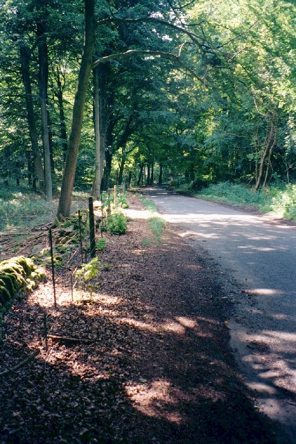 Road through Wychwood Forest