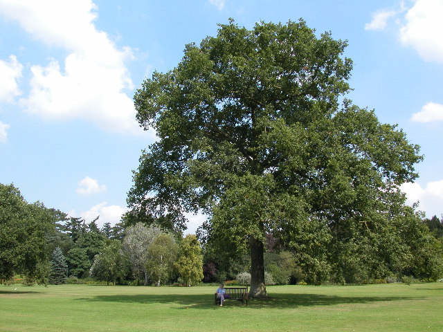 Queen Victoria’s Oak Tree, Sandringham © Andrew Huggett :: Geograph ...