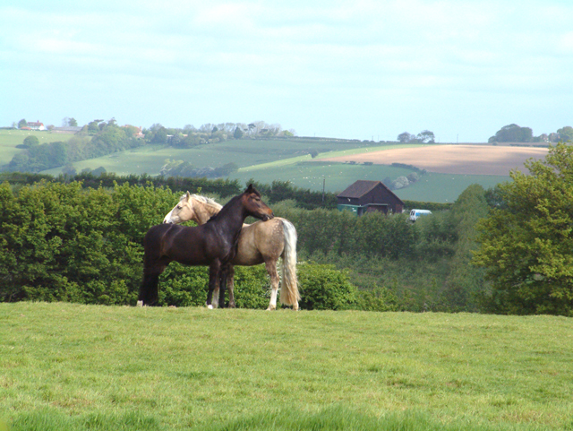 Contented horses