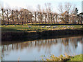 TQ9025 : River Rother with sheep and pollarded willows by Ronald G Nash