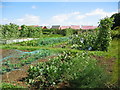 Allotment gardens on Leicester Road, Uppingham