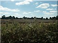 Harvest, Silfield