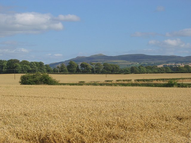 Wheat fields.