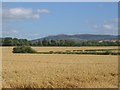 NT1469 : Wheat fields. by Richard Webb