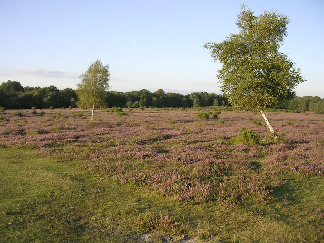 White Moor, New Forest © Jim Champion cc-by-sa/2.0 :: Geograph Britain ...