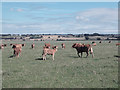 Limousins