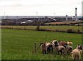 Sheep farm, wind farm and factory