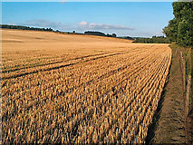 SE2146 : Corn field east of Otley by David Spencer
