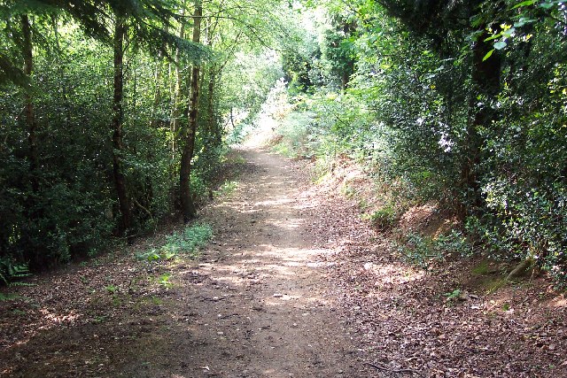 Trackway at Great Copse