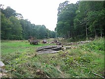 NT5269 : Forestry work, Colstoun. by Richard Webb