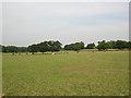 Field of Cows.