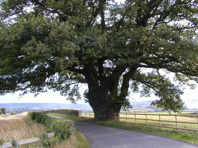 Ancient oak.