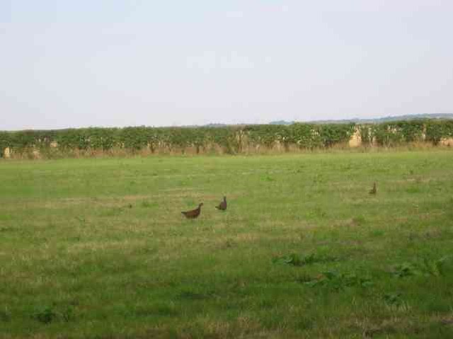 Hen Pheasants on grass