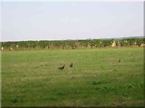TL2023 : Hen Pheasants on grass by Jack Hill