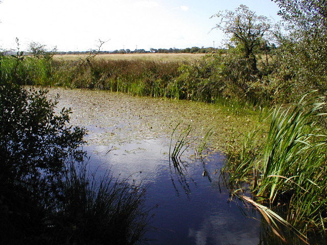 Havannah pond © Chris Bell :: Geograph Britain and Ireland