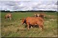 Cattle, Soaper Lane