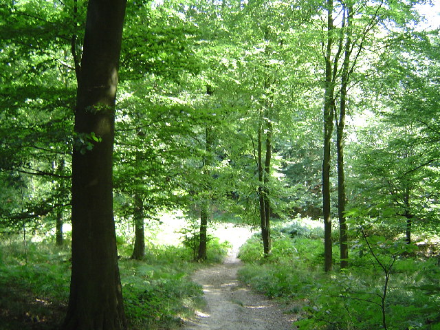 Challock Wood