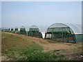 Tomato Growing near Pershore