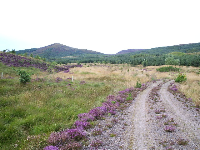 Forest Track with Meall a Ghruididh to the north