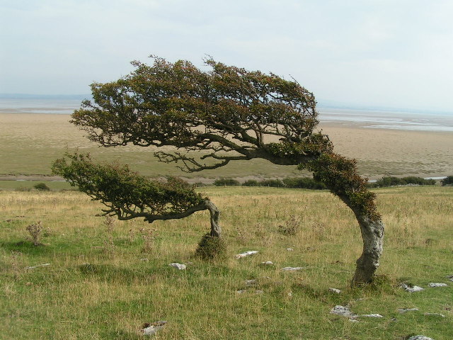 Windblown trees, Humphrey Head © Dave Dunford :: Geograph Britain and ...