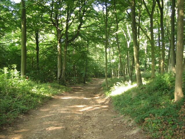 Source: Geograph.org / woodland path Stanway Hill - https://s0.geograph.org.uk/photos/04/87/048787_4f2e9bea.jpg