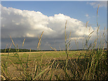 TL6454 : Fields, Burrough Green, Cambridgeshire by mike