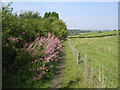 Footpath along boundary of Bearsden