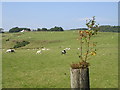 Tree growing out of a gatepost