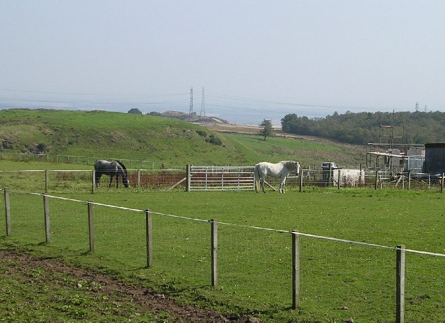 Horses at West Muirhouses