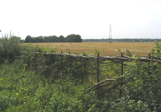 Hedge-laying, near Little Burstead, Essex