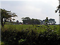 View across fields to High Boonwood Farm, Gosforth