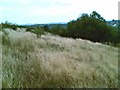 Shirebrook Nature Reserve