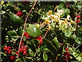 Honeysuckle and berries