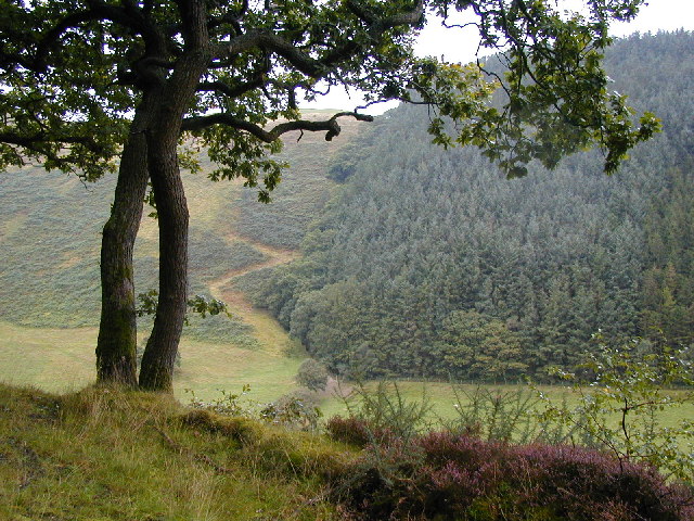 View across the valley of the Nant Cwmnewydion.